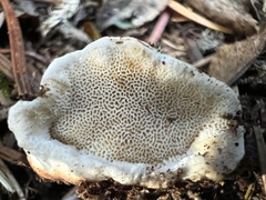 Heterobasidion annosum