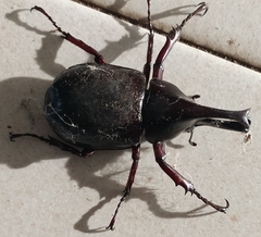 Xylotrupes gideon
