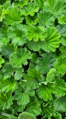 Alchemilla orbiculata