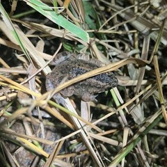 Occidozyga martensii