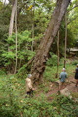 Anthocleista grandiflora