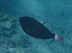 Melichthys vidua