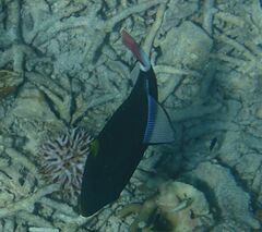 Melichthys vidua