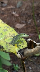 Anolis carolinensis