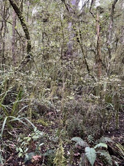 Coprosma rotundifolia