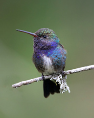 Sapphire-Spangled Emerald photo 4