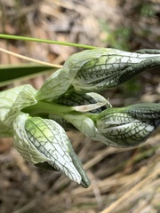 Chloraea magellanica