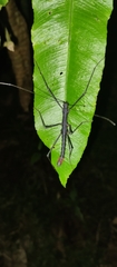 Atratomorpha