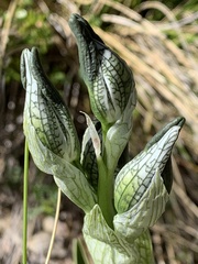 Chloraea magellanica