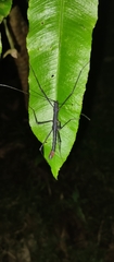 Atratomorpha