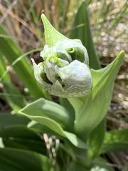 Chloraea magellanica
