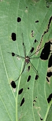 Cosmetidae
