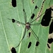 Eucynortella orbicularis - Photo (c) lenning, algunos derechos reservados (CC BY-NC), subido por lenning