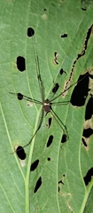 Cosmetidae