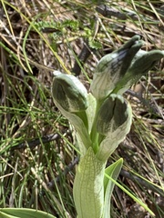 Chloraea magellanica