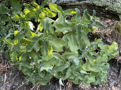 Hylotelephium caucasicum