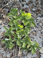 Hylotelephium caucasicum