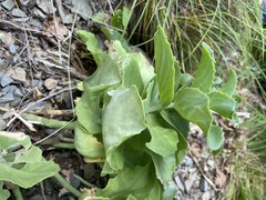 Hylotelephium caucasicum