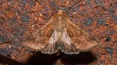 Helicoverpa punctigera