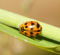 Harmonia octomaculata