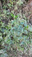 Pavonia sepium