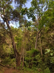 Anthocleista grandiflora