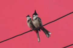 Pycnonotus jocosus pattani