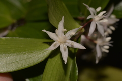 Drymophila moorei
