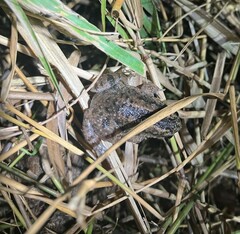 Occidozyga martensii