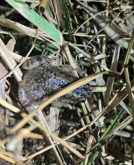 Occidozyga martensii