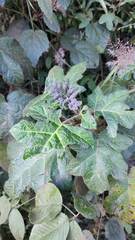 Solanum palinacanthum