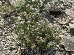 Asperula cretacea