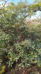 Pyracantha fortuneana