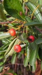 Pyracantha fortuneana