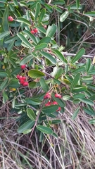 Pyracantha fortuneana