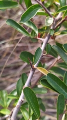 Pyracantha fortuneana
