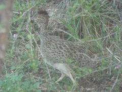 Nothoprocta cinerascens