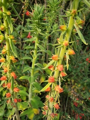 Echeveria coccinea