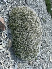 Asperula cretacea