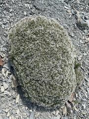 Asperula cretacea
