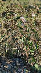 Austroeupatorium inulifolium