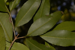 Austrobuxus swainii