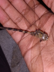 Gynacantha dravida