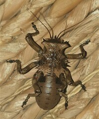 Enyaliopsis
