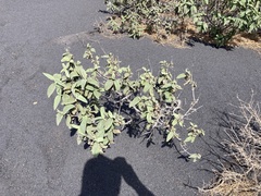 Cistus symphytifolius
