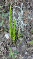 Baccharis trimera