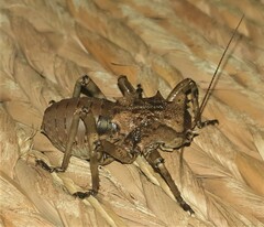 Enyaliopsis