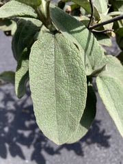 Cistus symphytifolius