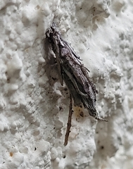 Psyche casta
