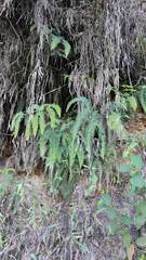 Gleicheniaceae